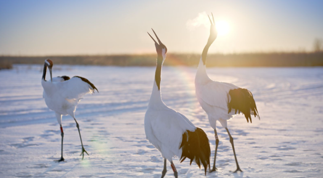 赴龙江，见萌兽