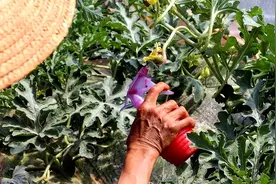 “白籽红瓤”的西瓜吃不得，真是这样吗？10年瓜农告诉你真相图片