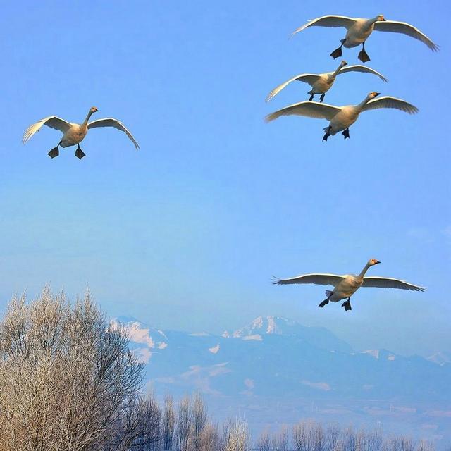 诗和远方 魅影新疆