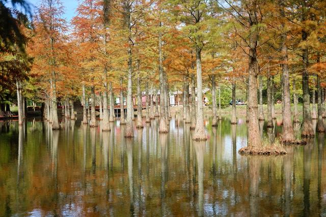宿迁泗洪洪泽湖湿地，芦苇遍布，环境优美，一幅被秋天浸染的画卷