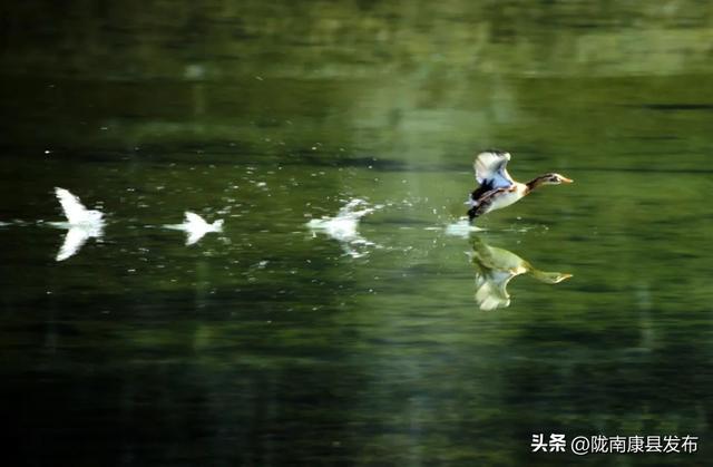 【图说康县】雪羽翩然处，皆是故乡音