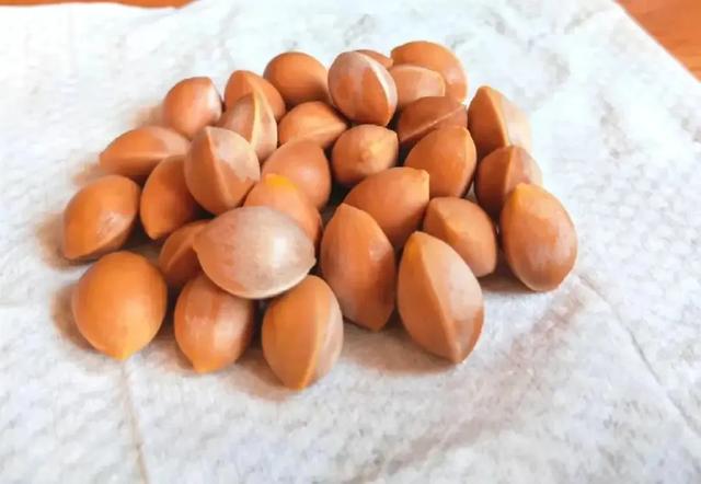 公园见到“它”,别怕丢人捡5粒回来,轻松养成“1片小森林