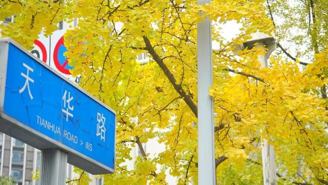 邂逅金色浪漫！银杏正当时，快来打卡！