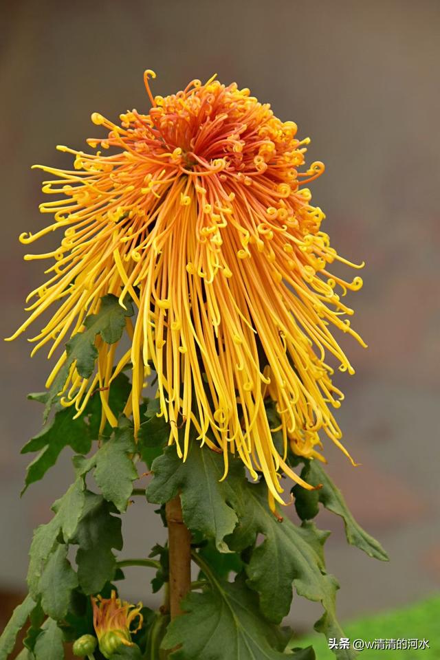 菊花是秋天里美丽的图画