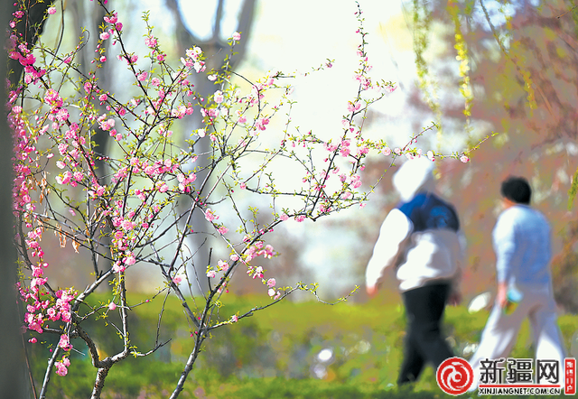乌鲁木齐：四月春意浓 花开正当时