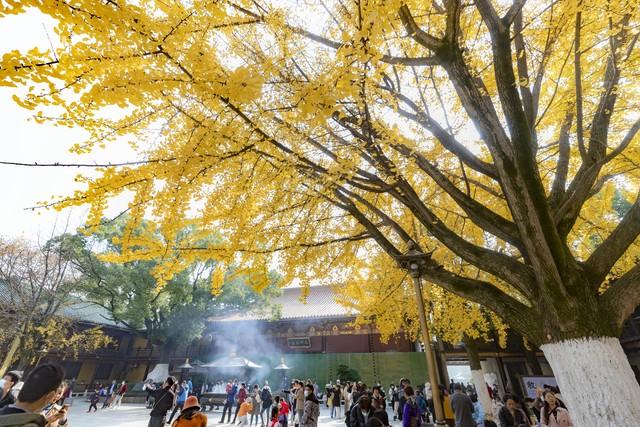 东林寺的秋色，渲染了古寺鎏金，照见一叶一红一禅心