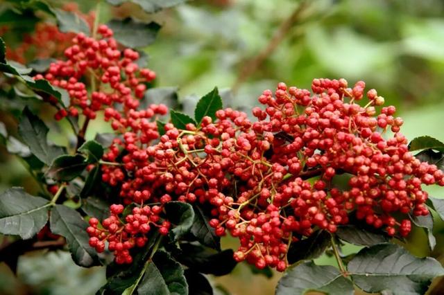 "咔嚓！"→文县