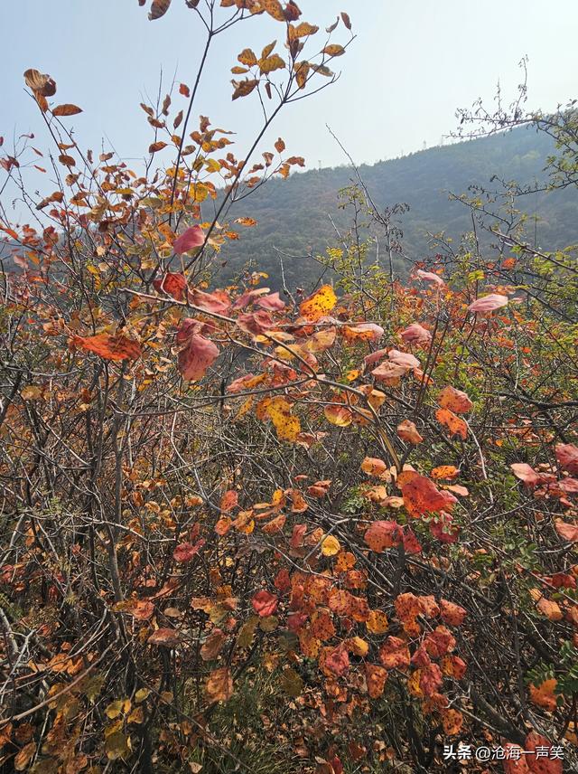 看万山红遍，层林尽染，只是孤影只单，一起相约打卡如何？