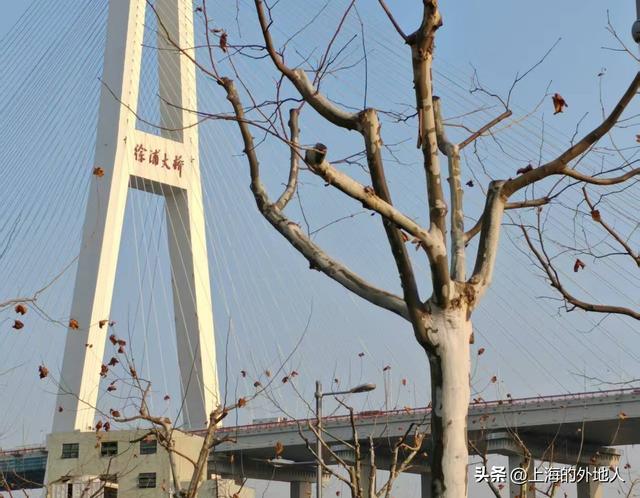 有味道的华泾镇