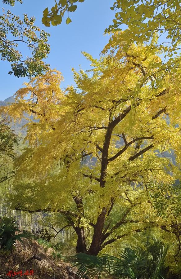 深秋，到政和大岭村看银杏黄叶去。