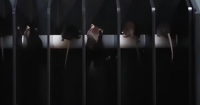 送动物上天不只为探路！小小"航天员"，帮人类找星际生存答案