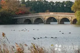 苏州智慧观测系统频现峰值，极危物种成“常客”图片