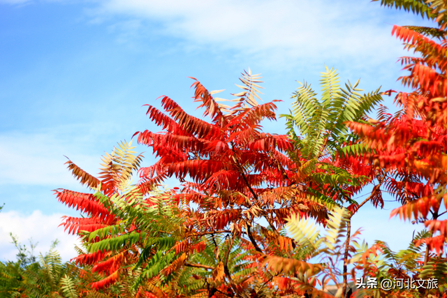 秋意正浓！是时候来石家庄平山开启一场秋日徒步了
