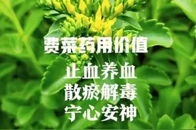 费菜也叫“养心菜” ，中老年人遇见别错过 ，养好人体最贵的房子图片