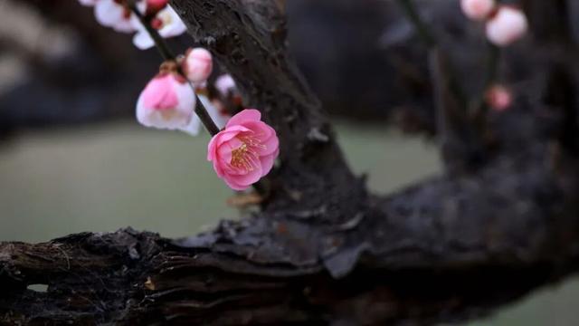 淮阳森林公园 · 梅园——花开正浓，香气四溢