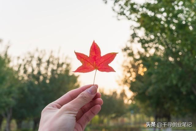 满地落叶：南枝清风，一叶相思