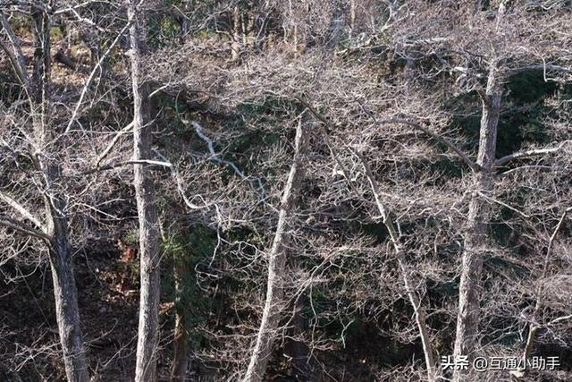 选索尼还是适马？E卡口大光圈长焦变焦镜头巅峰对决！