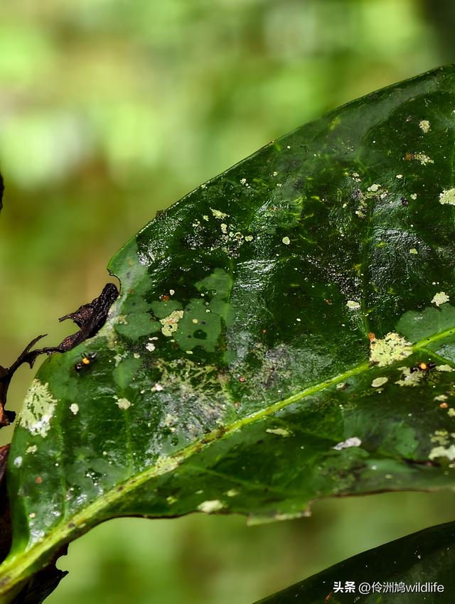 马来西亚(31)砂拉越州⑤姆鲁山canopy树冠高空漫游