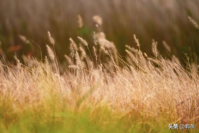 冀南新区独有的初冬韵味