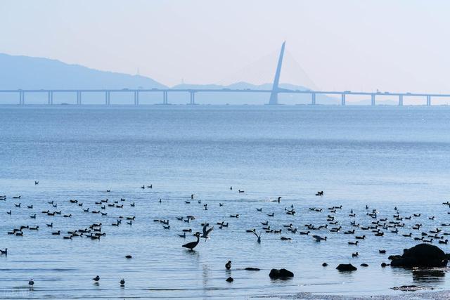 不要门票！深圳看海6个免费好去处，打卡绝美海景，本地人也常去