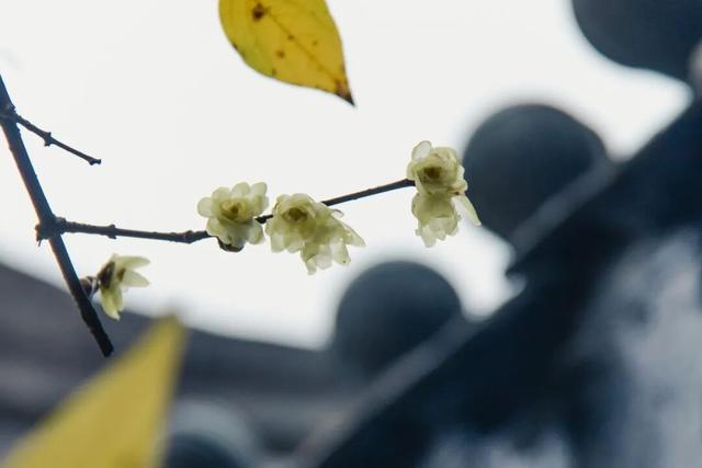 元旦迎最佳观赏期！重庆这里的腊梅开始飘香→