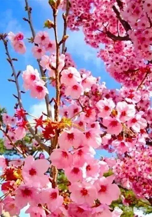 醉是春花烂漫时