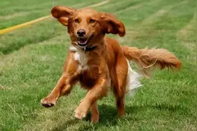 狗养久了才知道，它突然满屋“疯跑”，是在给你传达信号图片