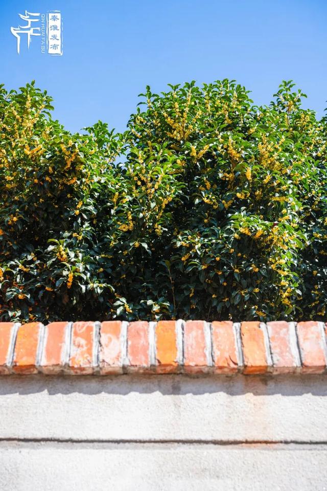 花样秦淮｜秋桂