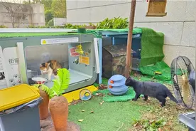 青年调查｜当一座城市的流浪猫，被一款App“圈养”之后图片