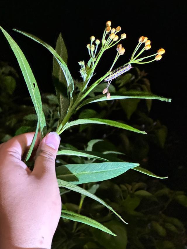 广州亲子研学，夜游植物园，走进大自然的夜课堂
