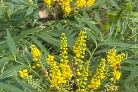 一种名字特别霸气的植物——细叶十大功劳。图片