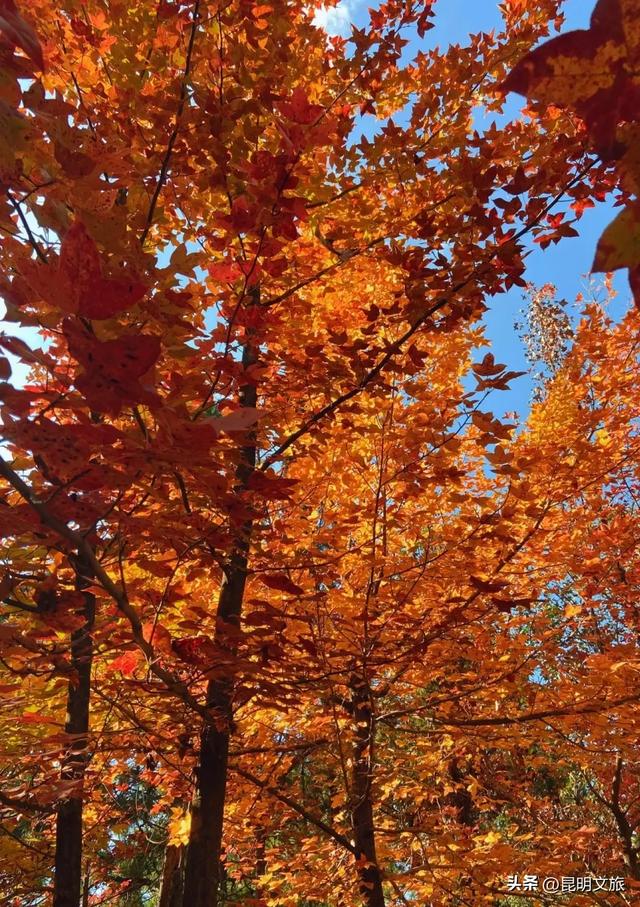 昆明西山绝美“枫”景上线！200亩的红叶秘境已进入最佳观赏期