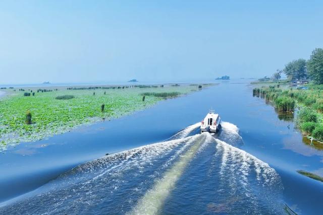 滕州微山湖红荷湿地：秋日限定的诗意画卷