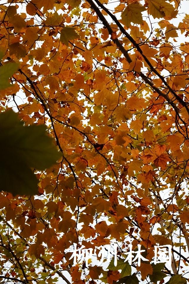 柳州街头梧桐进入最佳观赏期
