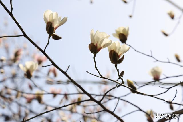 娇艳欲滴清新怡人，上海市花白玉兰竞相绽放美不胜收