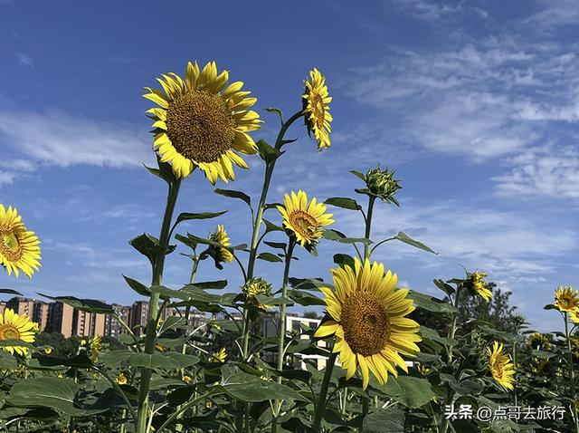 成都坐地铁最新赏花地，近百亩金色花田，超级惊艳，不要门票！
