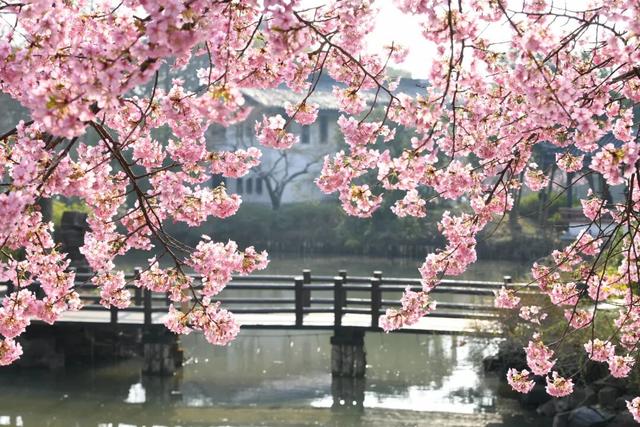 清晨7点的鼋头渚，美爆了