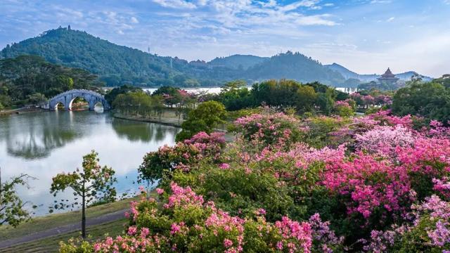 顺德冬日限定花海绽放 市民邂逅粉色浪漫