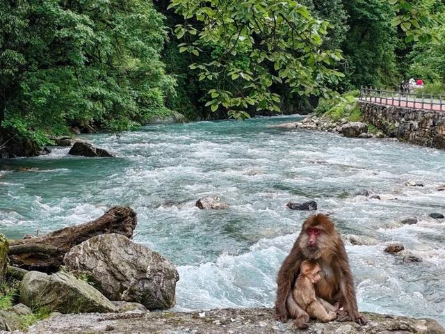 今天起免票！四川多家景区最新免费活动汇总→