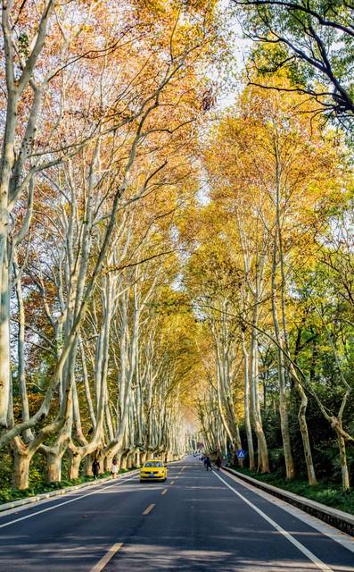 郑州秋日旅行天花板！这4个市内秋游美到难忘，最后一个印象深刻