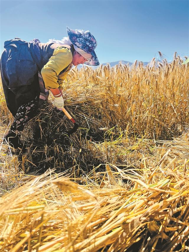 「辉煌60年·新时代西藏答卷」秋染林周好风光