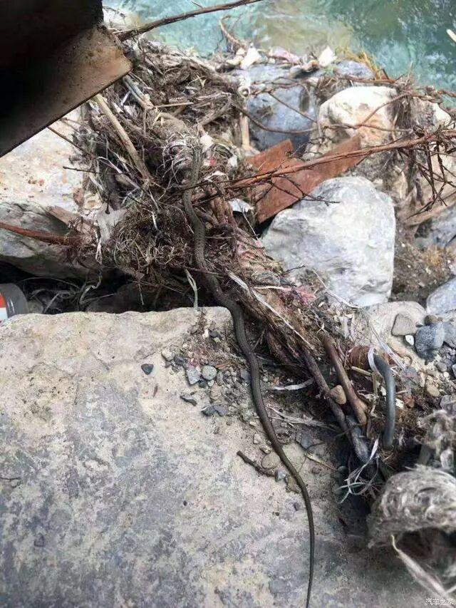 高原泡温泉竟与蛇共浴？当地人：那是药蛇别怕