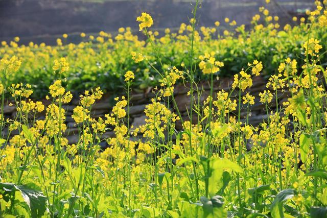别等春天！陇南的冬日密语里，藏着限定版春日烂漫