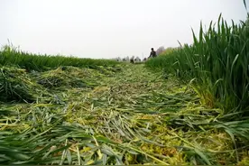 严查“割青麦苗做饲料”！2000元一亩，是谁在高价收小麦青苗图片