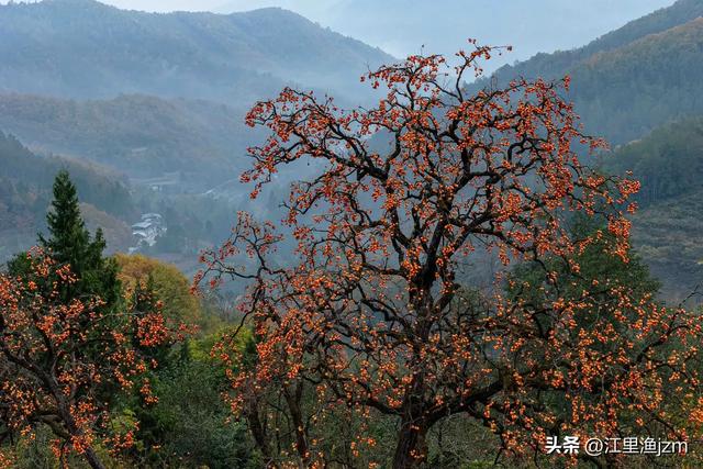 红叶漫山秋意浓