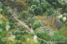 西安秦岭面积最大的白鹃梅！开车直达山顶，下车就是花海图片