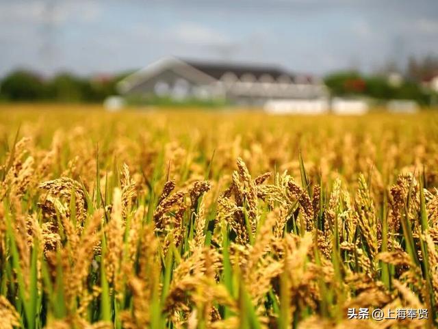 ​​诗游五四村：来一场诗词与金色田园​的浪漫邂逅