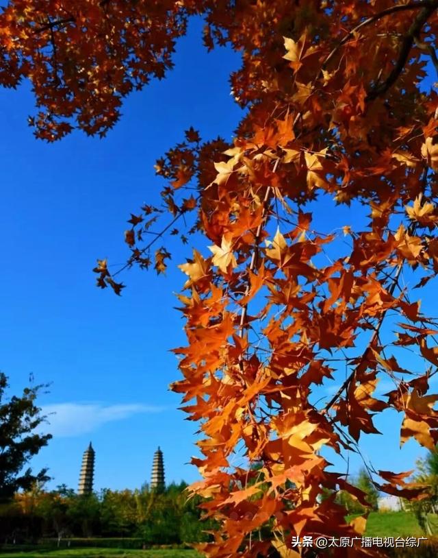 秋日赏枫：双塔公园五角枫染红秋意