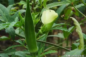 秋葵什么时候种？怎么种植？葱苗什么时候移栽？怎样缓苗快？图片