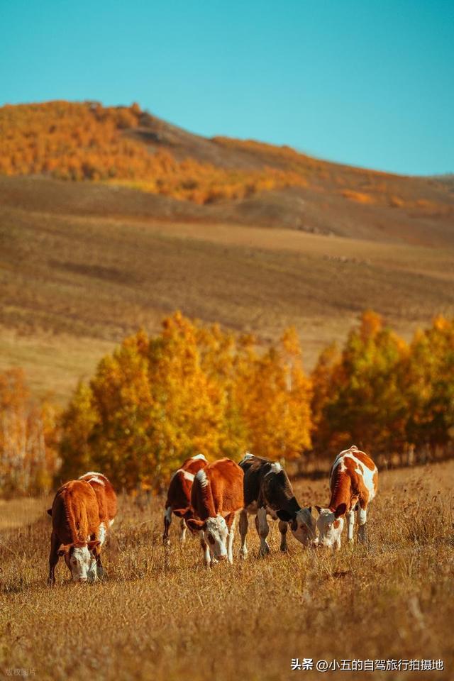11月旅游的目的地推荐|每一个都是出片圣地的存在